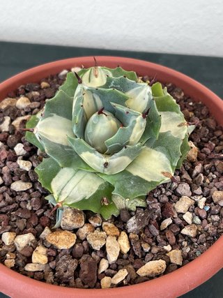Agave Potatorum Ouhi-Raijin variegata