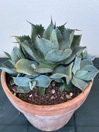 Agave pygmaea cv. Dragon Toes