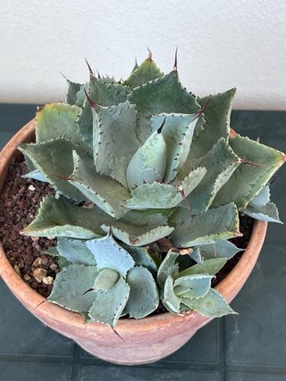 Agave pygmaea cv. Dragon Toes