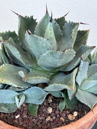 Agave pygmaea cv. Dragon Toes