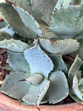 Agave pygmaea cv. Dragon Toes