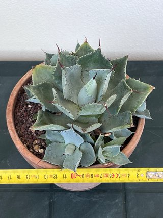 Agave pygmaea cv. Dragon Toes