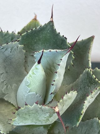 Agave pygmaea cv. Dragon Toes