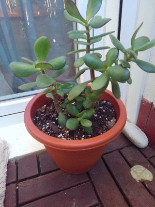 Planta Jade en maceta