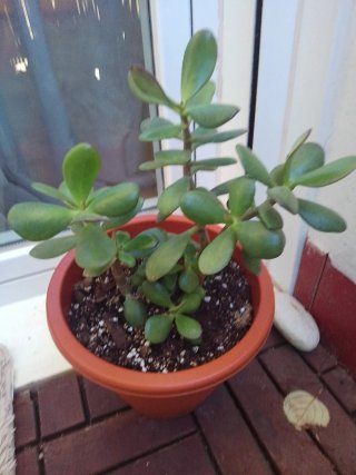 Planta Jade en maceta