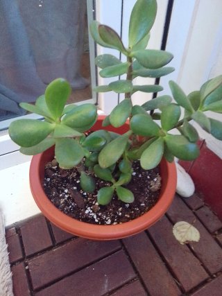Planta Jade en maceta