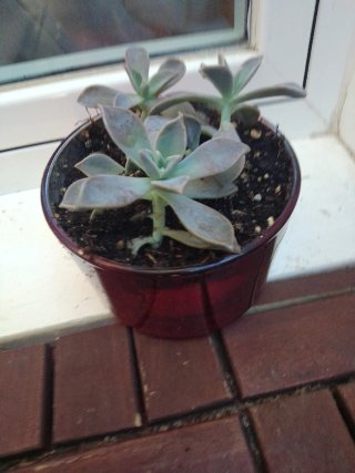 Planta Suculenta en Maceta