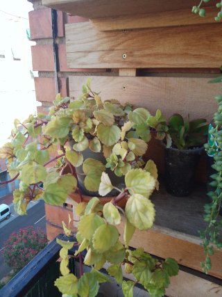 Planta colgante De Dinero