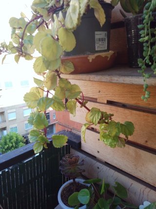 Planta colgante De Dinero