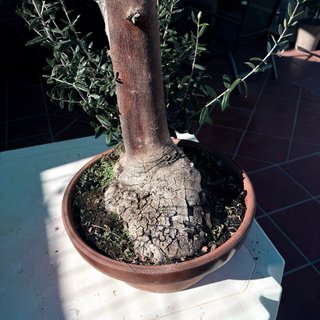 Bonsái Acebuche