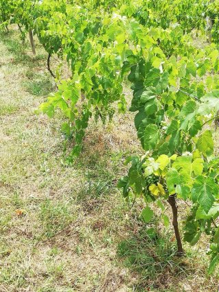 Alquilo parcela con 100 parras de uva para txakoli