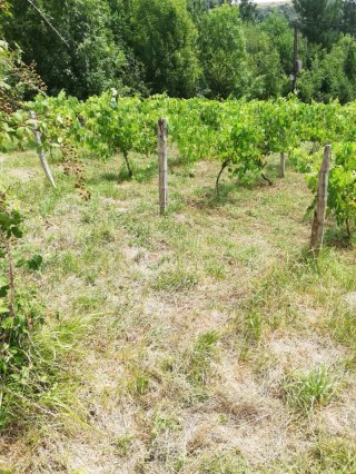 Alquilo parcela con 100 parras de uva para txakoli
