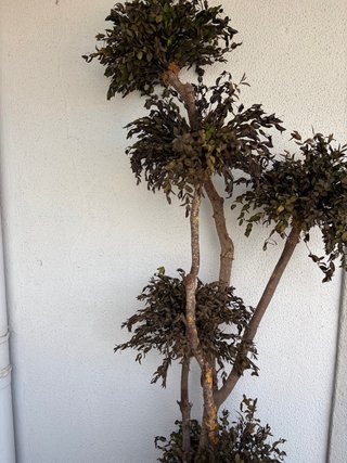 Árbol eucalipto preservado