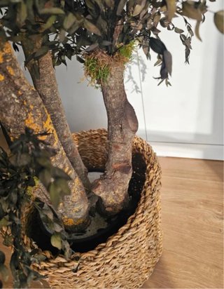 Árbol eucalipto preservado