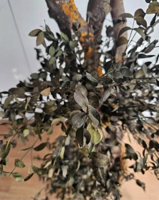 Árbol eucalipto preservado