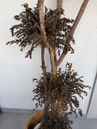 Árbol eucalipto preservado