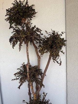Árbol eucalipto preservado