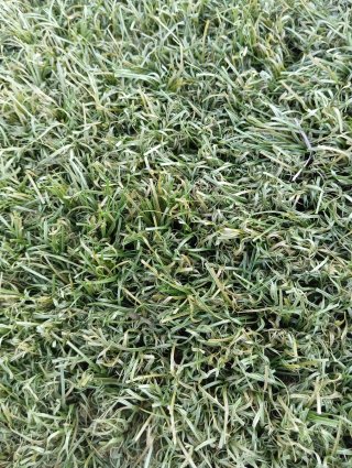 Césped Artificial Verde