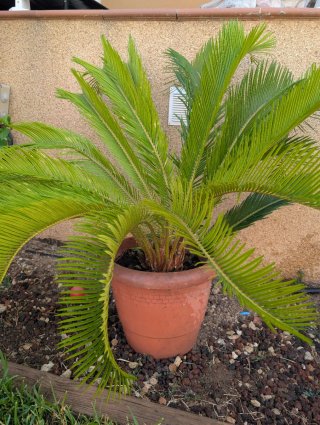 Palmera Cyca Revoluta en Maceta