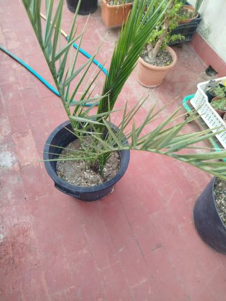Palmera en maceta