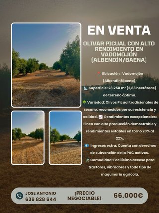 Olivar Picual en Vadomojón (Albendín/Baena)