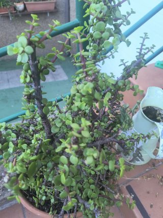 Árbol de la abundancia con maceta de barro