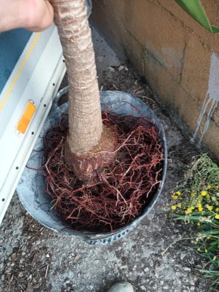 Palmera Yucca en maceta