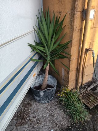 Palmera Yucca en maceta