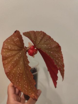 Begonias con flores rojas