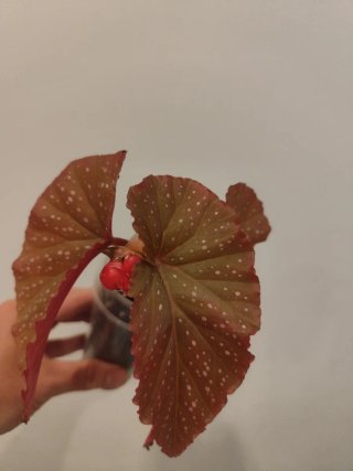 Begonias con flores rojas