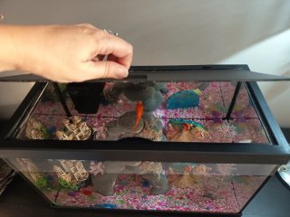 Acuario 15L con filtro y accesorios Bob Esponja