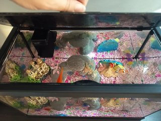 Acuario 15L con filtro y accesorios Bob Esponja