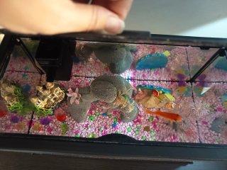 Acuario 15L con filtro y accesorios Bob Esponja