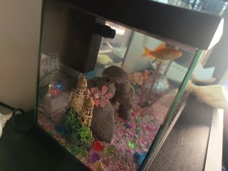 Acuario 15L con filtro y accesorios Bob Esponja