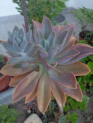 Suculenta Echeveria enraizada