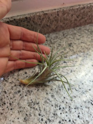 Tillandsia stricta x albertiana