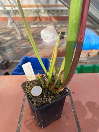 Sarracenia Dionne. planta carnívora