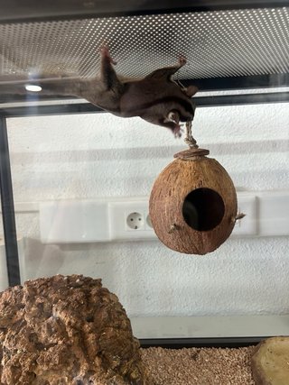 Jaula para mascotas 100-50-50cm