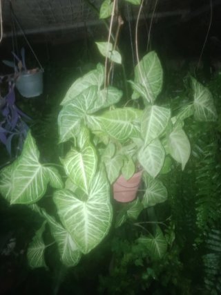Planta natural