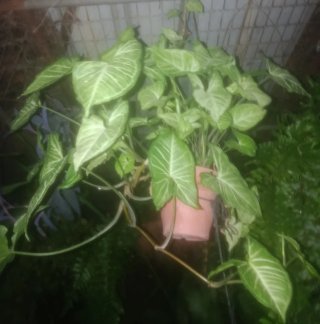 Planta natural