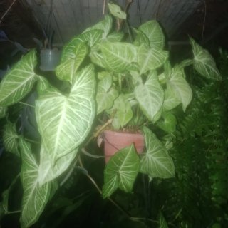 Planta natural
