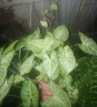 Planta natural