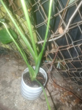 Planta Monstera Deliciosa