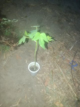 Planta joven natural