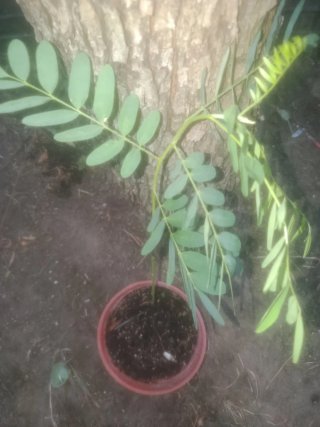 Árbol de sombra