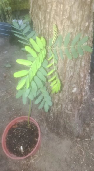 Árbol de sombra