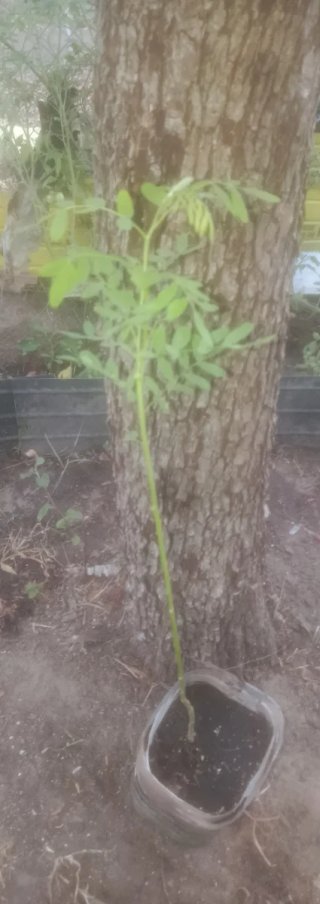 Planta natural
