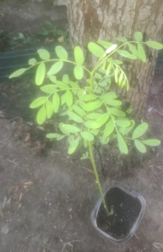 Planta natural