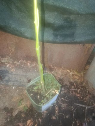 Planta natural