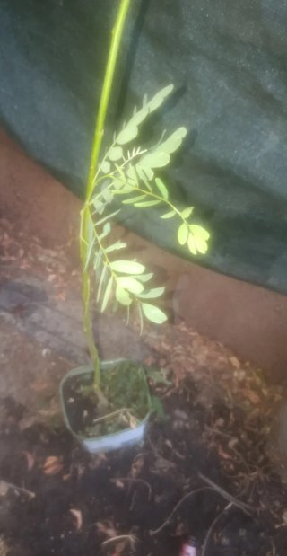 Planta natural